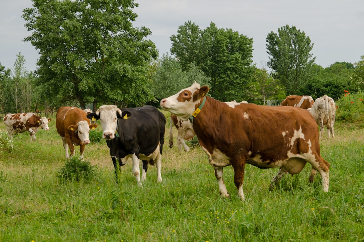 Revolutionizing Livestock Insurance with Muzzle-based AI
