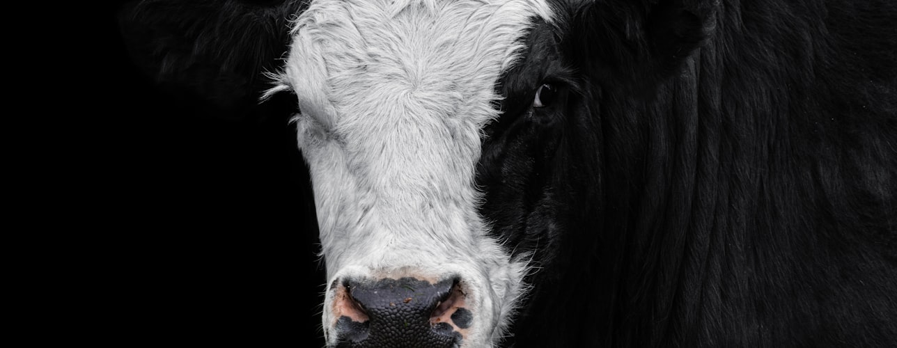 From Muzzle Scans to Multi-Cloud: How DeployByDesign Powered CattleSense's Journey from Dev to Prod